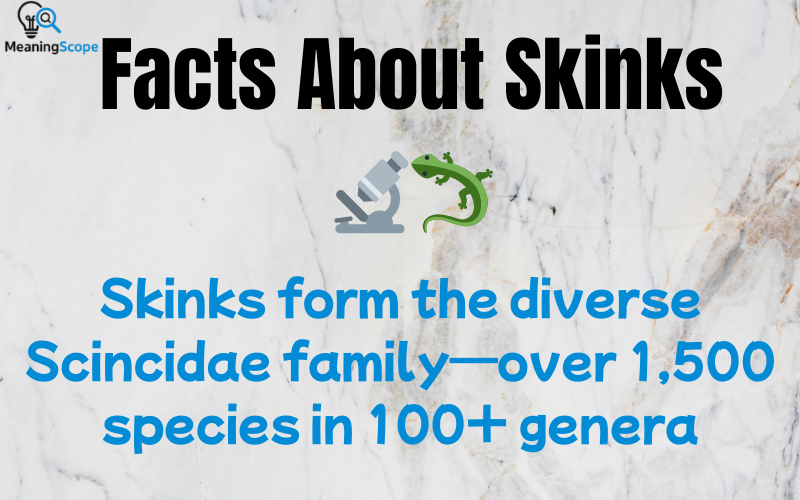 Skink Meaning