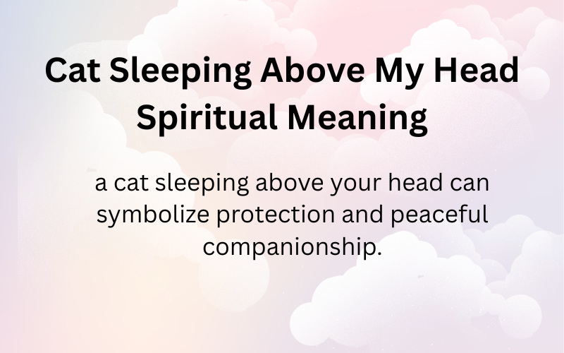 Cat Sleeping Above My Head Meaning Spiritual